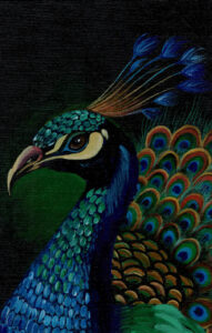 peacock