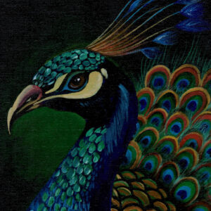 peacock